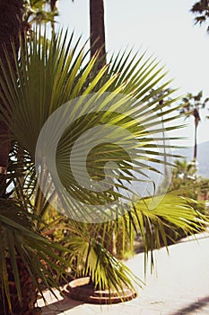 Palm tree close-up on the background of the sea and the beach.