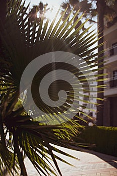 Palm tree close-up on the background of the sea and the beach.