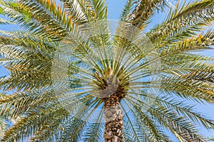 Palm tree close up on blue sky background