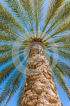 Palm tree close up on blue sky background