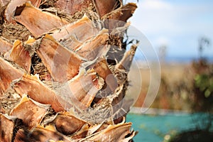 Palm tree close-up