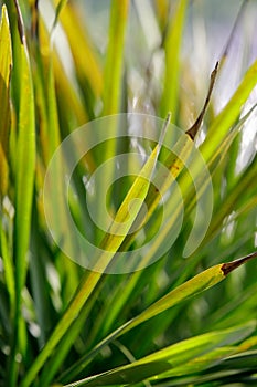 palm tree close up shoot