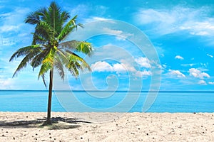 Palm tree close up view at the picturesque sky background. Tropical beach at the exotic island. Advertising of travel company.