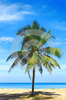 Palm tree close up view. Picturesque view of Andaman sea in Phuket, Thailand. Seascape. Tropical beach at the exotic island.