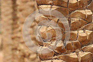 Palm tree closeup