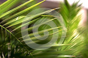 The palm tree closeup.