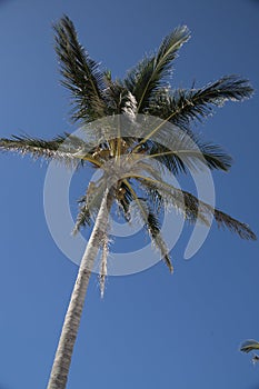 Palm tree closing the sun