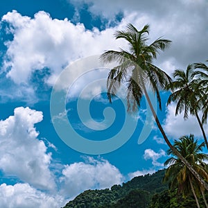 Palm tree, clouds and blue sky