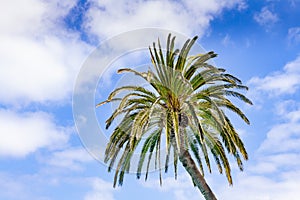 Palm tree on cloudy and sunny sky background