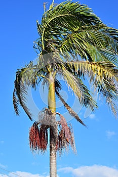 Palm tree with clusters of fruit