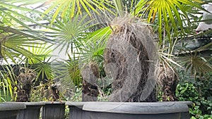 Palm tree coccothrinax crinita With dry brown fur