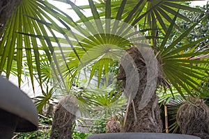 Palm tree coccothrinax crinita With dry brown fur