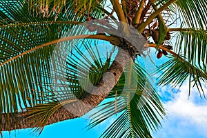 Palm tree with coconut