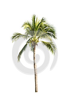 Palm tree or Coconut tree ,a green leaf isolation for summer background ,relax and vacation holiday summer concept