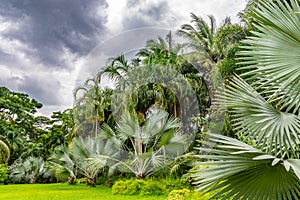 Palm tree and coconut tree and sky before rain