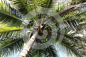 Palm Tree with coconuts