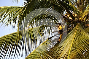 Palm tree with coconuts.