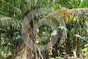 Coconuts on coconut palmtree