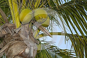 Palm Tree with coconuts Key West, Florida