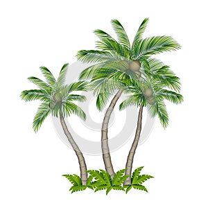 Palm tree colored