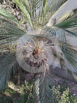 PALM TREE /COMMON GROWN IN HOME GARDEN