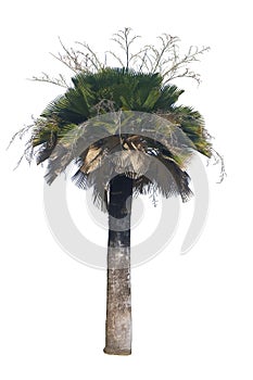 Palm tree Copernicia Baileyana