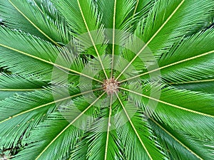 Palm tree core top view. Palm leaf texture. Vivid green palm background.