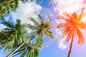 Palm tree crown on cloudy sky. Sunny tropical island toned photo. Sunshine on palm leaf.