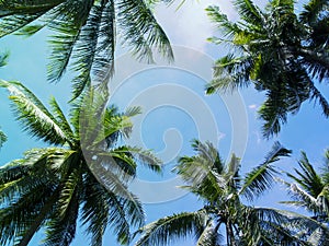 Palm tree crowns with green leaves on sunny sky background.