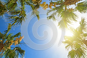 Palm tree crowns with green leaves on sunny sky background. Coco palm tree tops - view from the ground. Palm leaf on