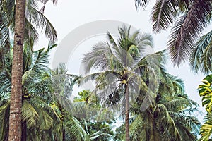 Palm tree crowns with green leaves on sunny sky background. Coco palm tree tops - view from the ground. Palm leaf on