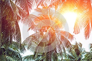 Palm tree crowns with green leaves on sunny sky background. Coco palm tree tops - view from the ground. Palm leaf on