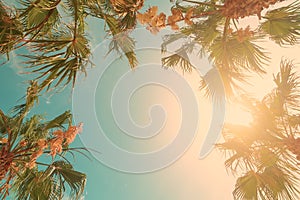 Palm tree crowns with green leaves on sunny sky background. Coco palm tree tops - view from the ground. Palm leaf on sunny sky.