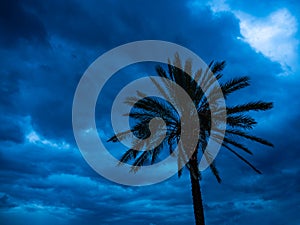 Palm tree in a cyclone storm Lefkas