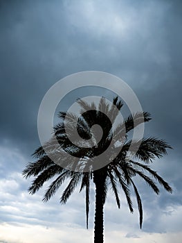 Palm tree in a cyclone storm Lefkas