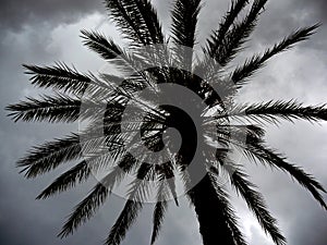 Palm tree in a cyclone storm Lefkas