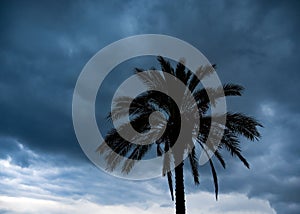 Palm tree in a cyclone storm Lefkas