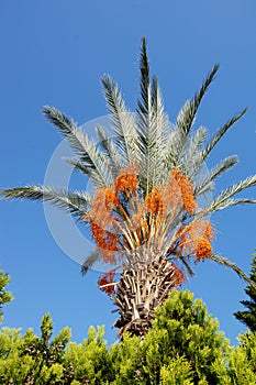 Palm Tree with date fruits.