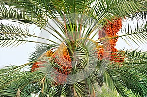 Palm tree with Dates