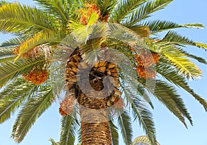 Palm Tree and Dates