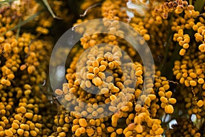 palm tree dates of amber color. Close up. abstract textured natural background