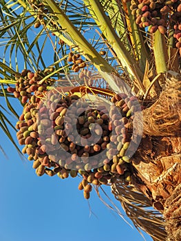 Palm Tree with Dates