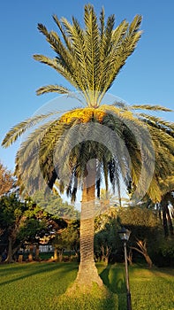 A palm tree