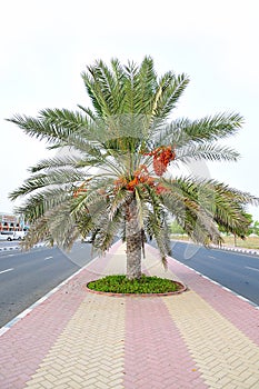 Palm tree with Dates on middle of road