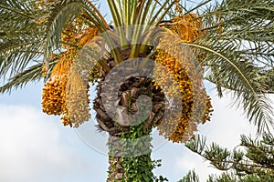 Palm Tree with Dates on it