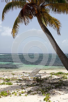 Palm tree and deckchair