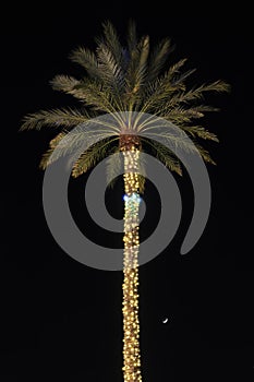 Palm tree decorated for Christmas