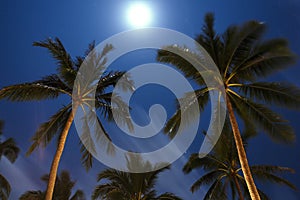 Palm tree in deeply night. Thailand. Koh Samui island.