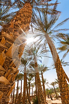 Palm tree in desert Liwa