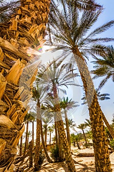 Palm tree in desert, UAE